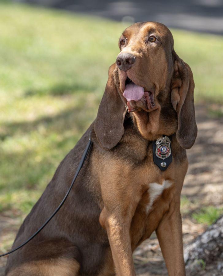 Bloodhound Tracking K9 Hiccup
