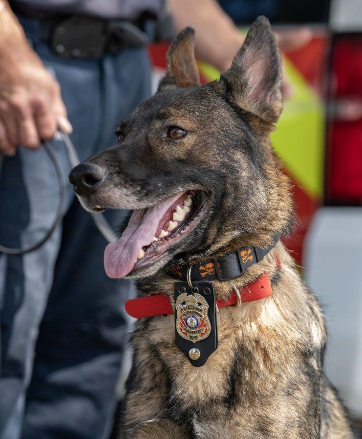 Decomposition Detection K9 Moose