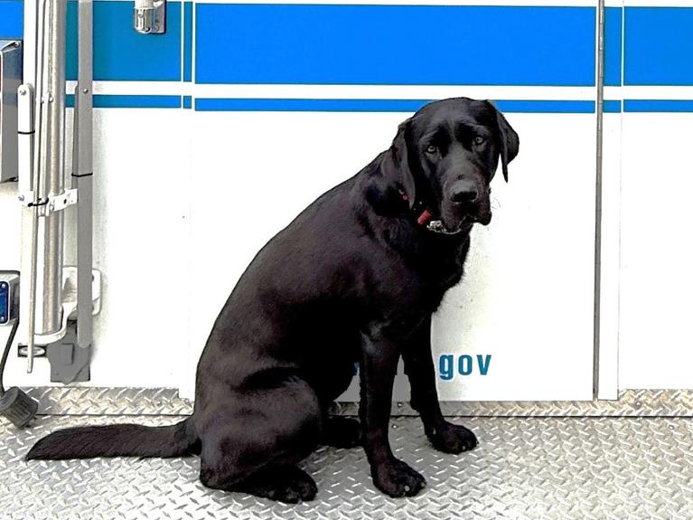 Ignitable Liquid Detection K9 Waffle