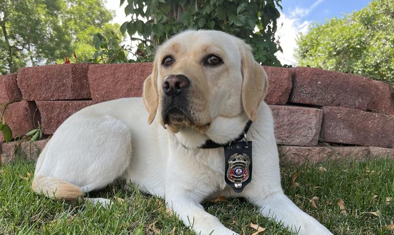 Accelerant Detection Canine Ash